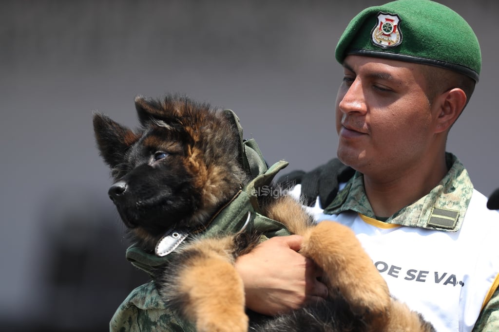 La Secretaría de la Defensa Nacional (Sedena) dio a conocer el nombre del cachorro que se integra al grupo de binomios caninos mexicanos, luego de que el Gobierno de Turquía lo donara en solidaridad y empatía, tras el fallecimiento del perrito rescatista Proteo.