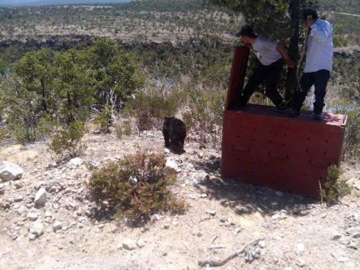 Liberan al oso negro de GV en La Michilía