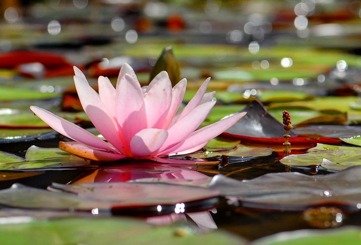 Jardín acuático en casa
