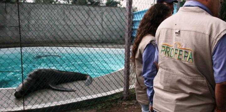 Aseguran a mamíferos marinos de parque acuático