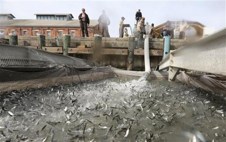 Salmones migran en camión en California
