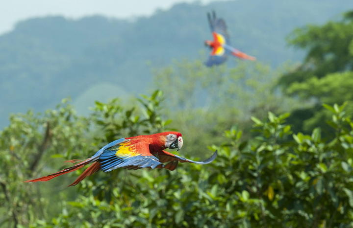Avanza reintroducción de guacamaya roja en México