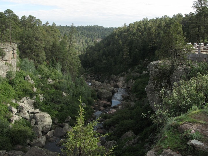 Durango es líder en la certificación del bosque