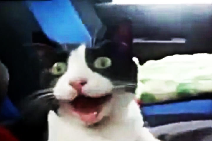 Gatito vive terrible experiencia