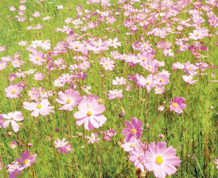 Llaman a concurso 'La Flor de Durango'