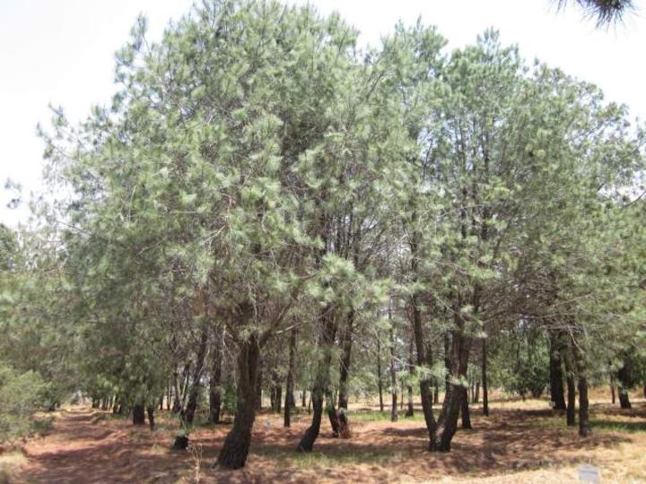 Necesario proteger el Pinus maximartinezii en Durango