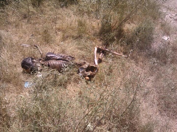 Encuentran osamenta de hombre en Torreón