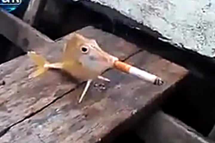 Encuentran un pez que fuma