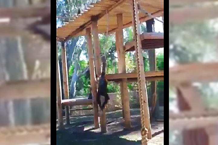 Orangután intenta 'suicidarse' en un zoológico