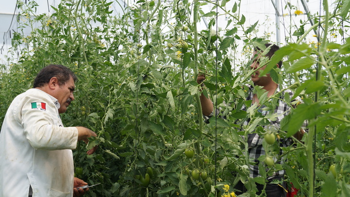 Estudian la viabilidad de nuevas variedades de tomate en Durango