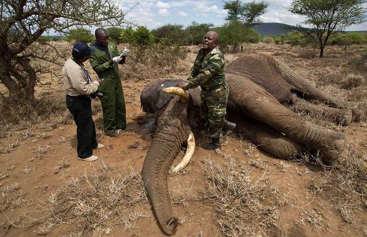 Matan a más de 100 mil elefantes en dos años