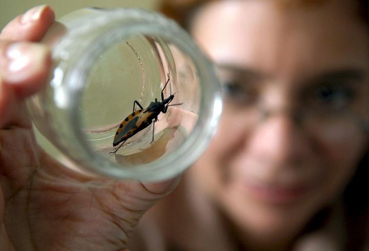 Mexicanos avanzan en tratamiento contra mal de Chagas