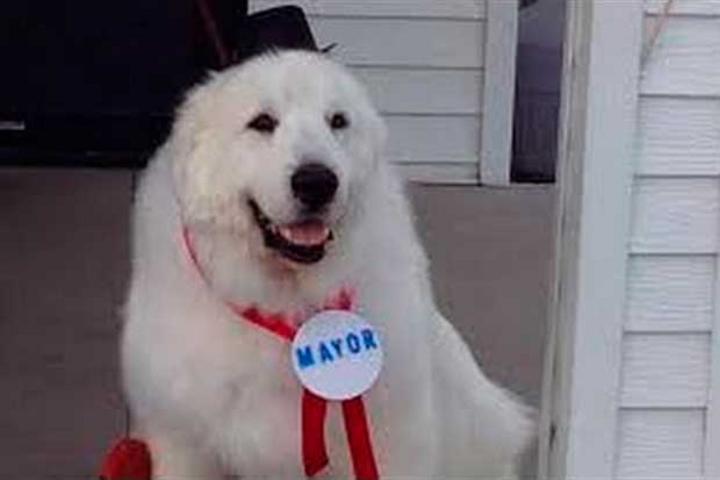 Eligen como Alcalde a... ¡un perro!