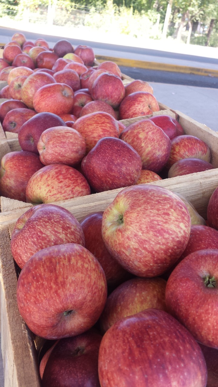 Niños, en la pizca de manzana