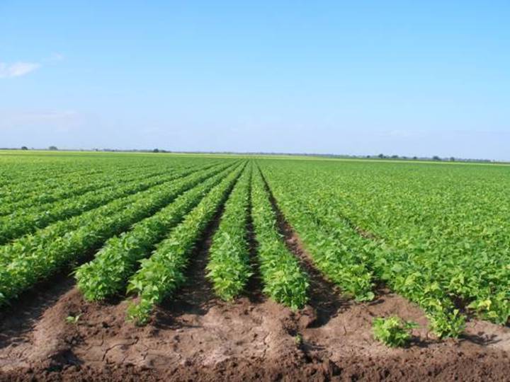 Por iniciar, cosecha de frijol de 2014