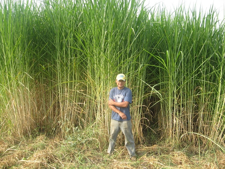 Experimentan con la maralfalfa en Durango, un alimento forrajero