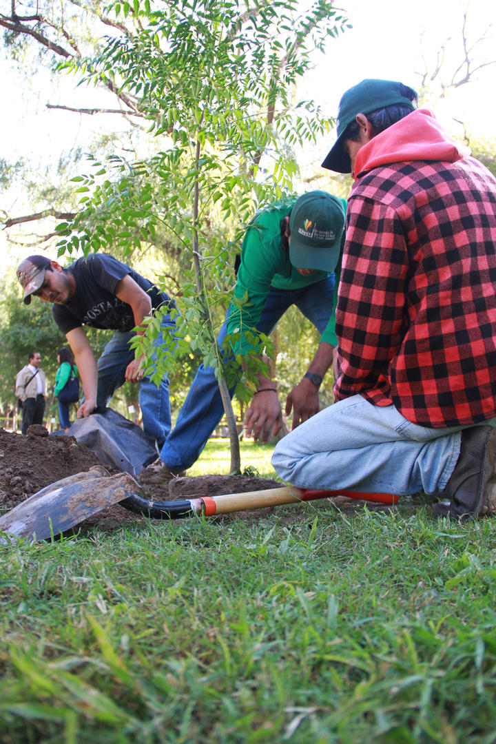 Poca ayuda a Plantaciones Forestales Comerciales