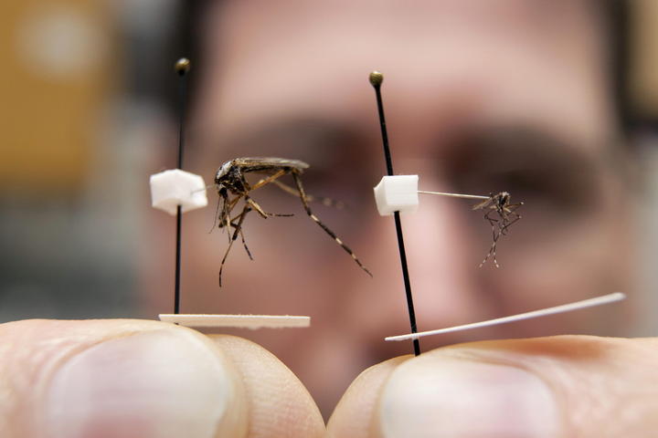 ¿Por qué me pican a mi los mosquitos?