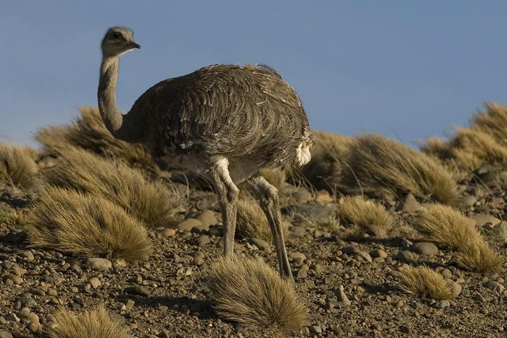 Ñandú obliga a cerrar una carretera en EU