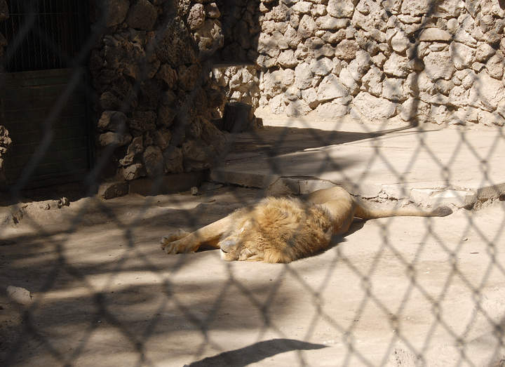 Protegen a los animales del zoo