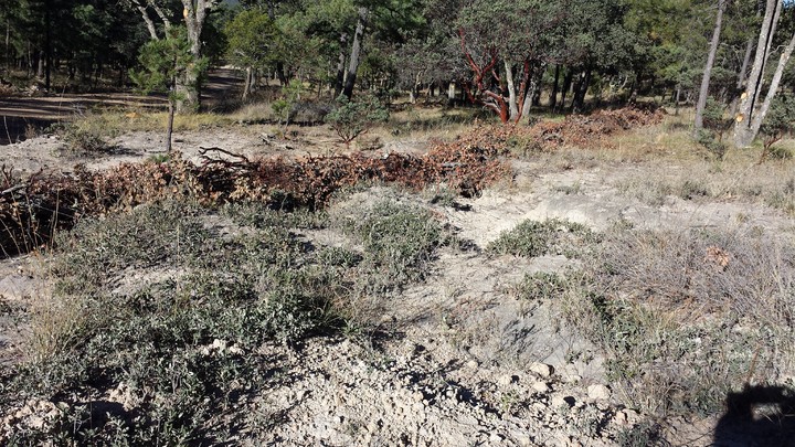 Erosionado el 42% del suelo forestal