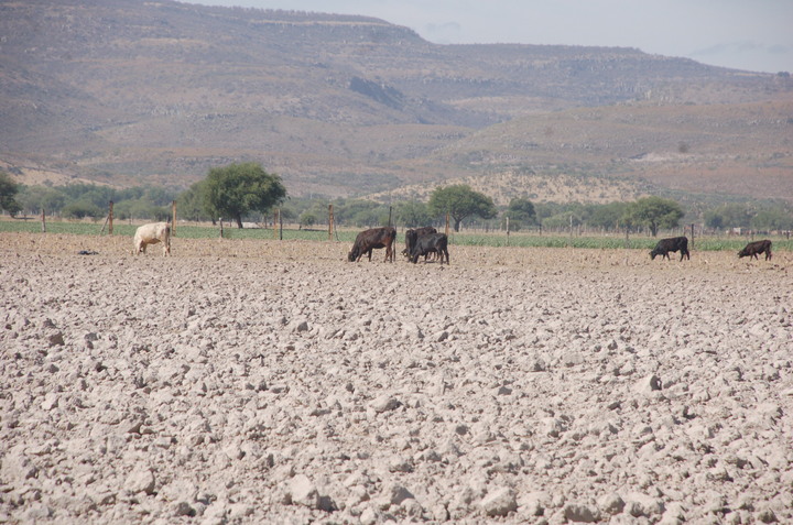 Sobrepastoreo provoca erosión