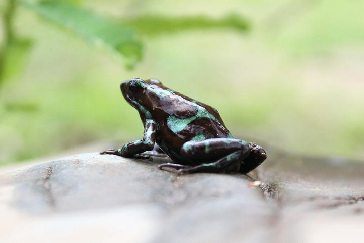 Exóticas ranas venenosas causan sensación
