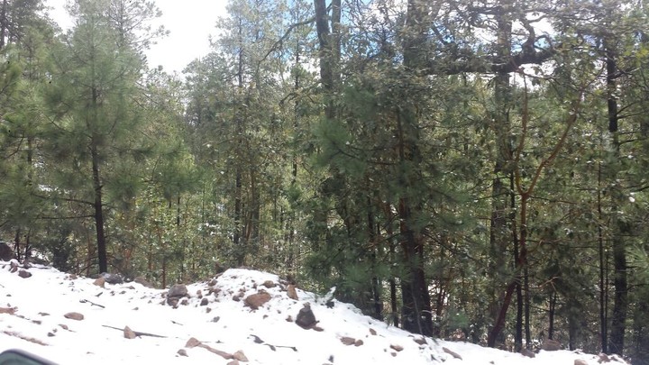 Nieva en Tepehuanes y Guanaceví; se limpian caminos para abrir paso