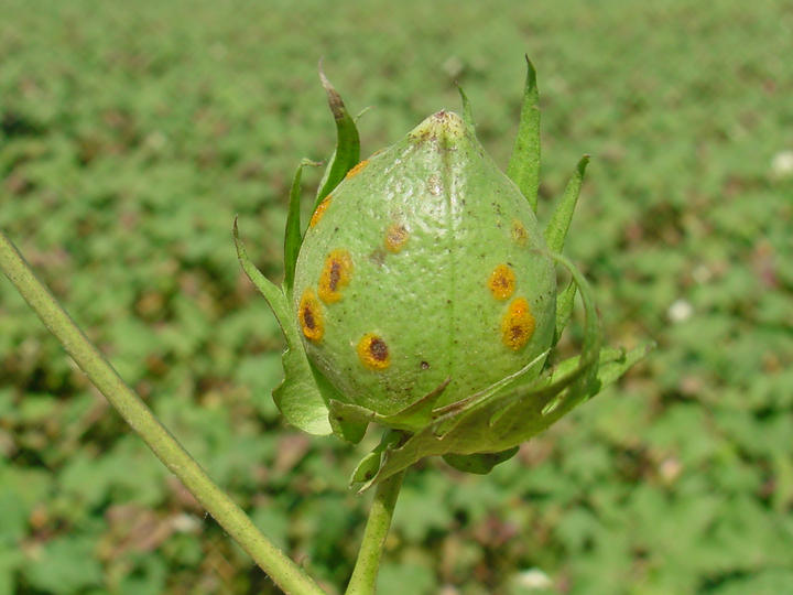En riesgo recurso para erradicar plaga del algodón