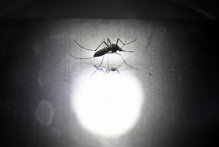 Reporta Nicaragua 54 nuevos casos de chikungunya