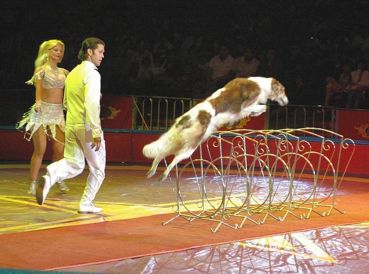 Circo Atayde ofrecerá últimas funciones con animales en Puebla