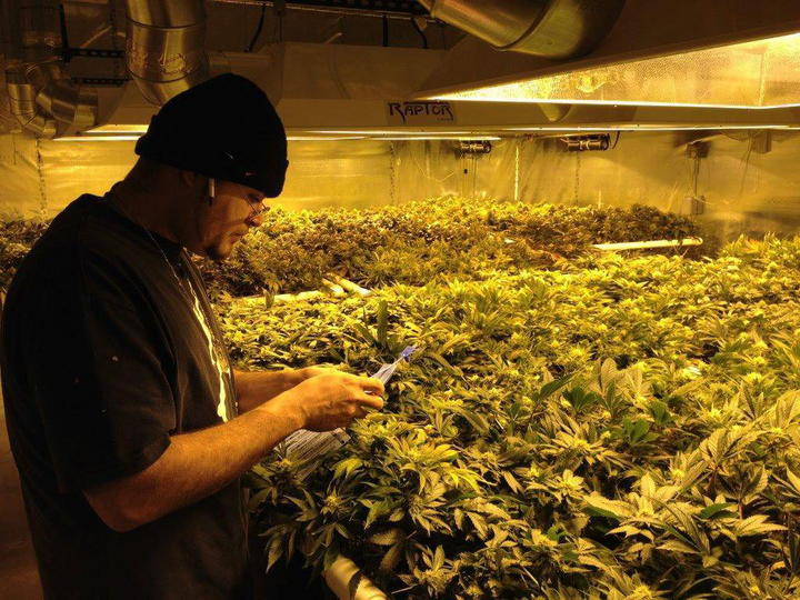 Sortearán en California permisos para dispensarios de marihuana