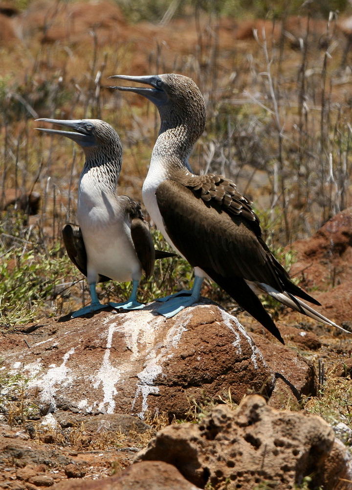 Científicos identifican un gen de los pinzones de Darwin