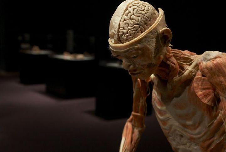 Este viernes inaugurarán 'Our Body, El Universo Dentro'
