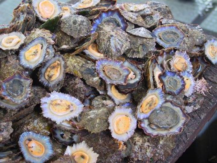 Diente de lapa, el elemento biológico más duro