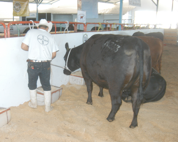 Hay retraso en el proyecto de Ciudad Pecuaria