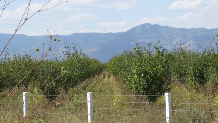 Favoreció el frío a huertas de manzana