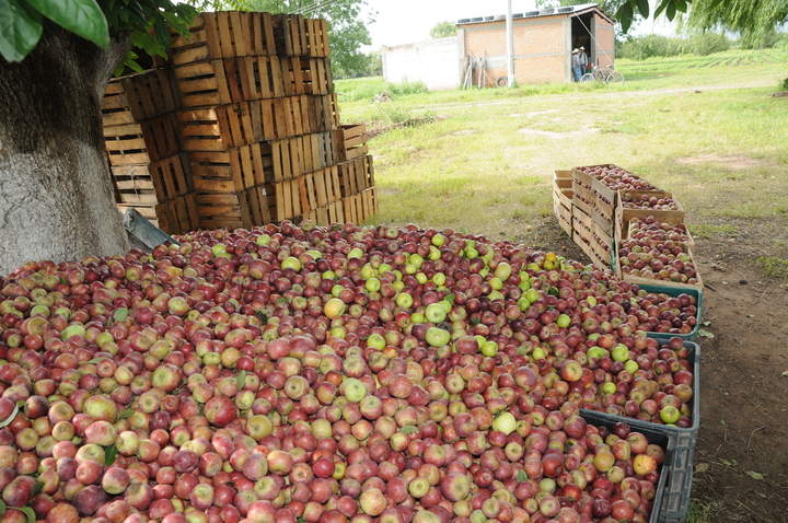 En riesgo la producción de manzana en Canatlán