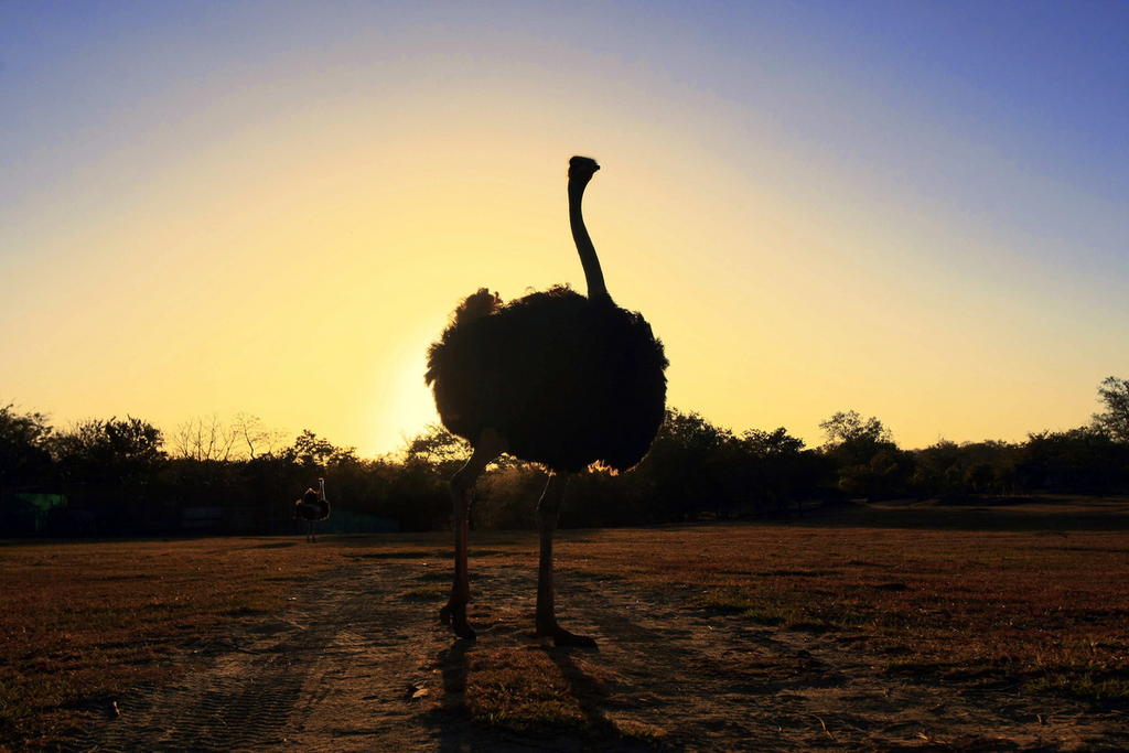 Convivir y morir en la sabana africana