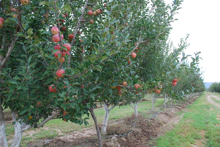 Aumentan los manzanos en Canatlán, Nuevo Ideal y SP