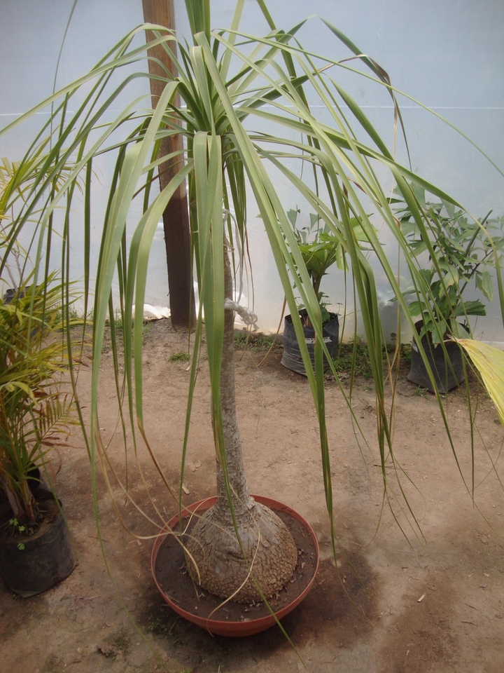 Aseguran 13 'patas de elefante'