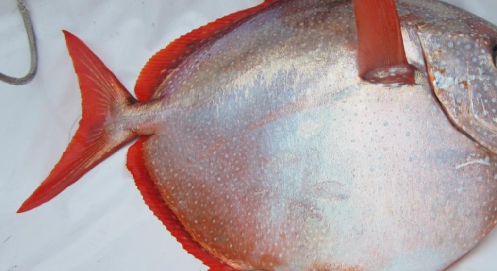 El luna real, un pez sorprendente y solo de sangre caliente