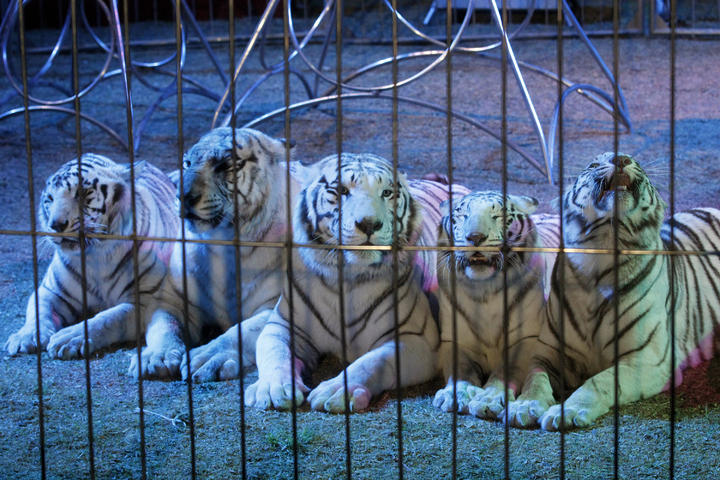 No más animales en circos; es un hecho