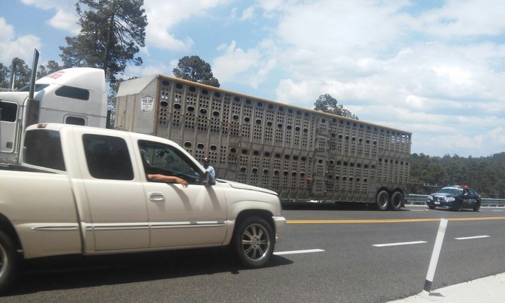 Aseguran ganado con garrapatas