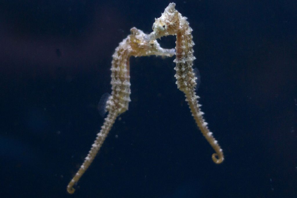 Investigadores reproducen caballitos de mar en Yucatán