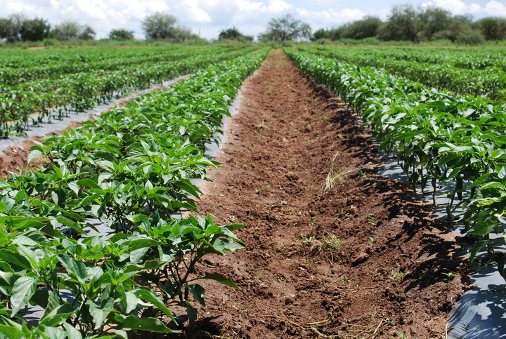 El chile se salva de granizadas
