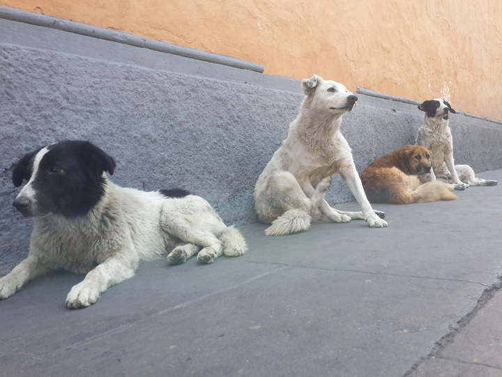 Detienen a dueña de perros que mataron a joven en El Salto