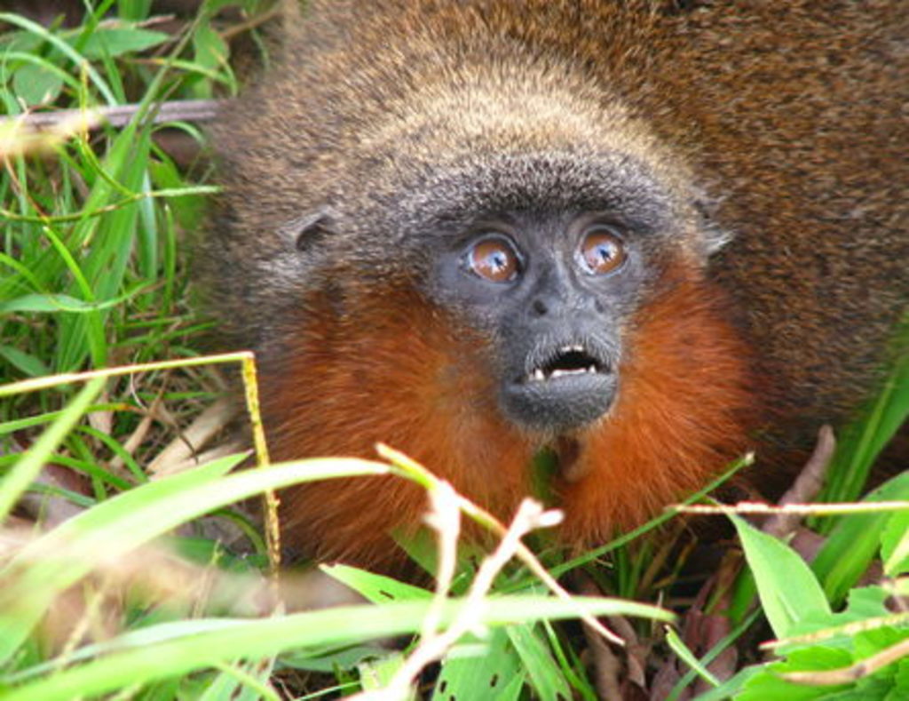 Al rescate del amenazado mono tití