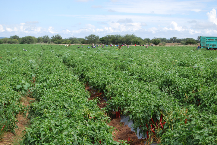 Agricultura y Ganadería