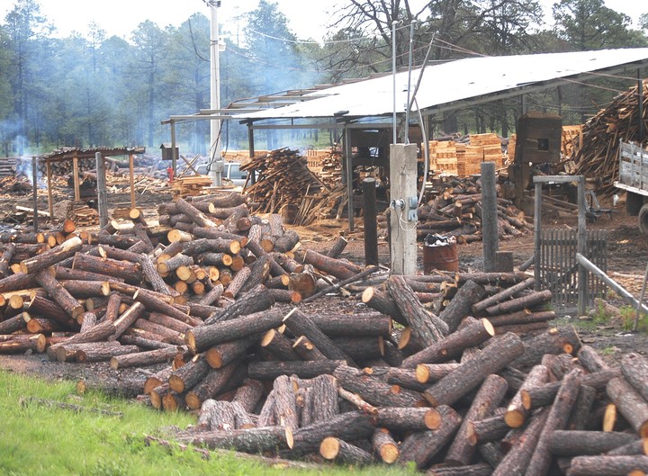 A la baja, actividad forestal, advierten